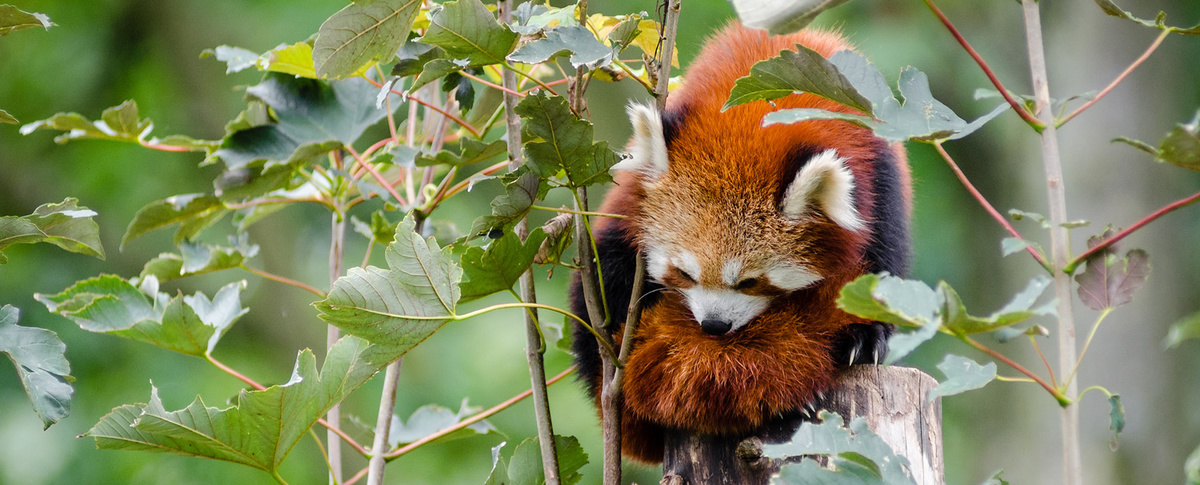 A red panda sleeping inbetween the bushes